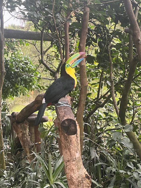 Wildlife in Costa Rica